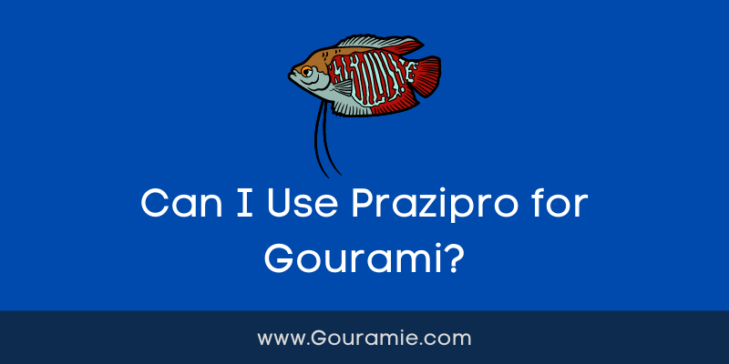 Can I Use Prazipro for Gourami?