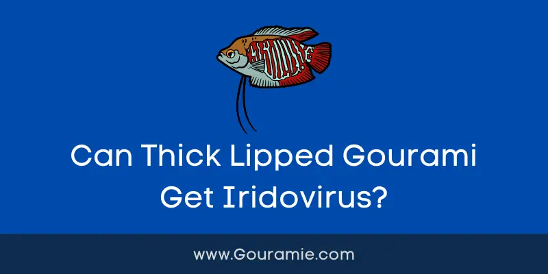 Can Thick Lipped Gourami Get Iridovirus?