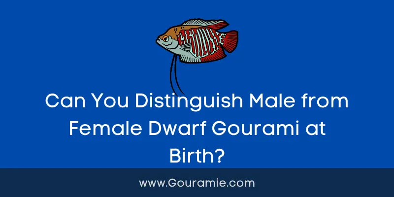 Can You Distinguish Male from Female Dwarf Gourami at Birth?