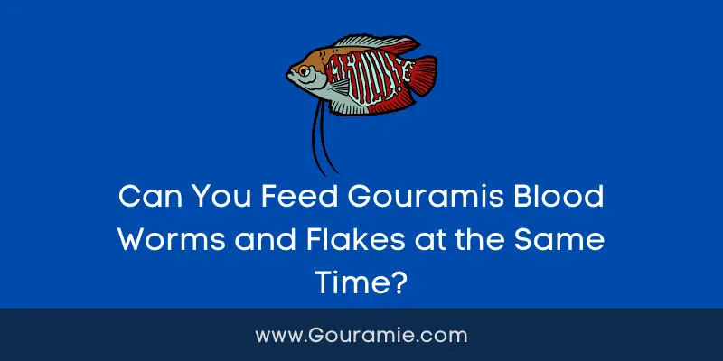 Can You Feed Gouramis Blood Worms and Flakes at the Same Time?