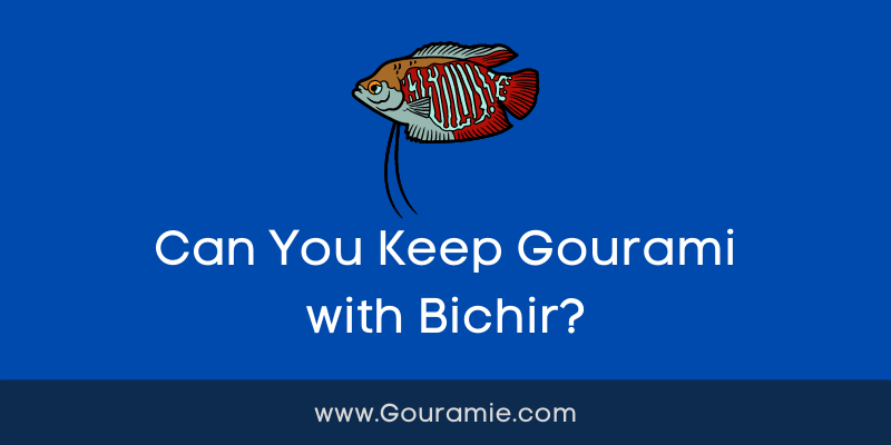 Can You Keep Gourami with Bichir?