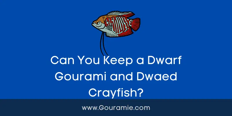Can You Keep a Dwarf Gourami and Dwaed Crayfish?