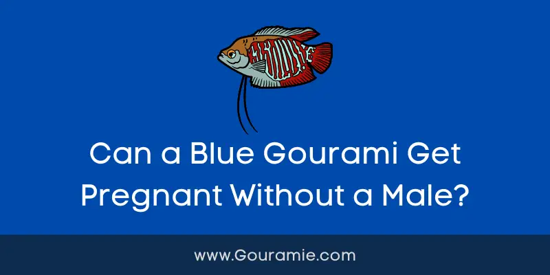 Can a Blue Gourami Get Pregnant Without a Male?