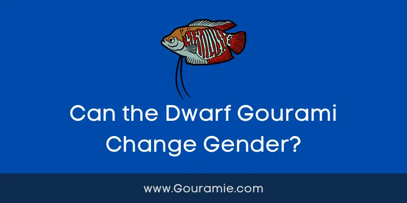 Can the Dwarf Gourami Change Gender?