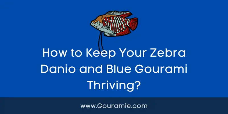 How to Keep Your Zebra Danio and Blue Gourami Thriving?