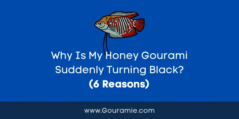 Why Is My Honey Gourami Suddenly Turning Black? (6 Reasons)